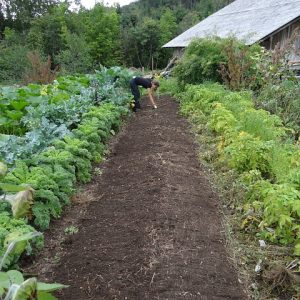 Read more about the article New Vegetable Garden Techniques- essential skills and projects for tastier healthier crops by Joyce Russell
