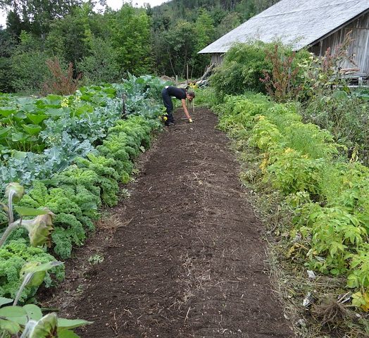 New Vegetable Garden Techniques- essential skills and projects for tastier healthier crops by Joyce Russell