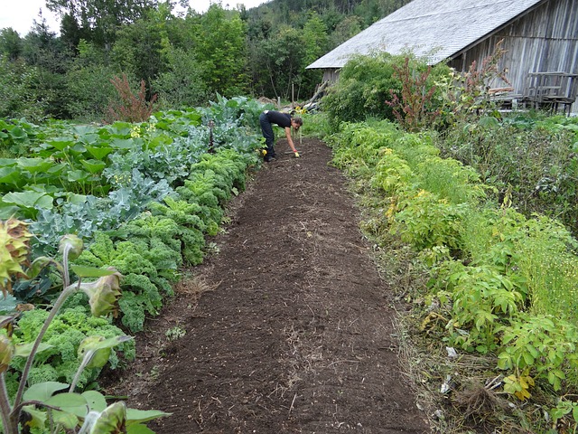 Read more about the article New Vegetable Garden Techniques- essential skills and projects for tastier healthier crops by Joyce Russell