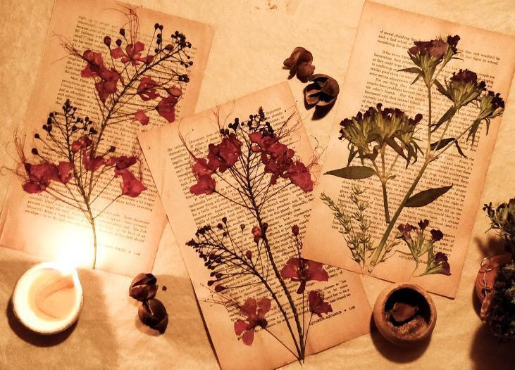 You are currently viewing Pressed flower décor and the magic of book pages